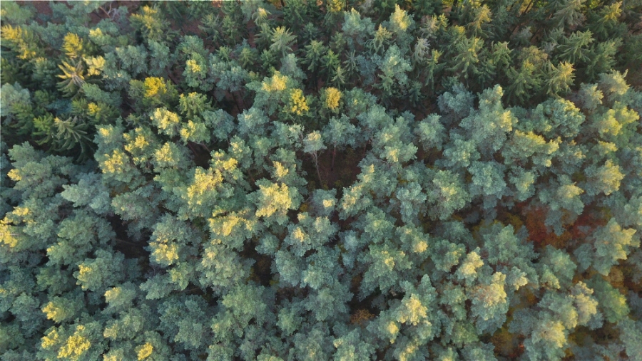 Wald mit Nadelbäumen aus der Vogelperspektive