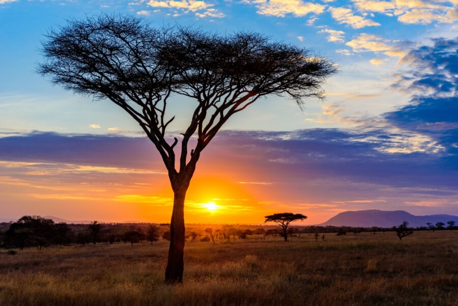 Serengeti in Afrika