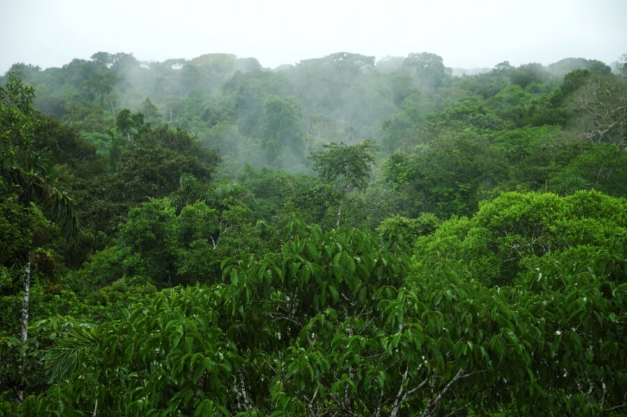 Nebel steigt über Bäumen des Amazonas-Regenwald auf