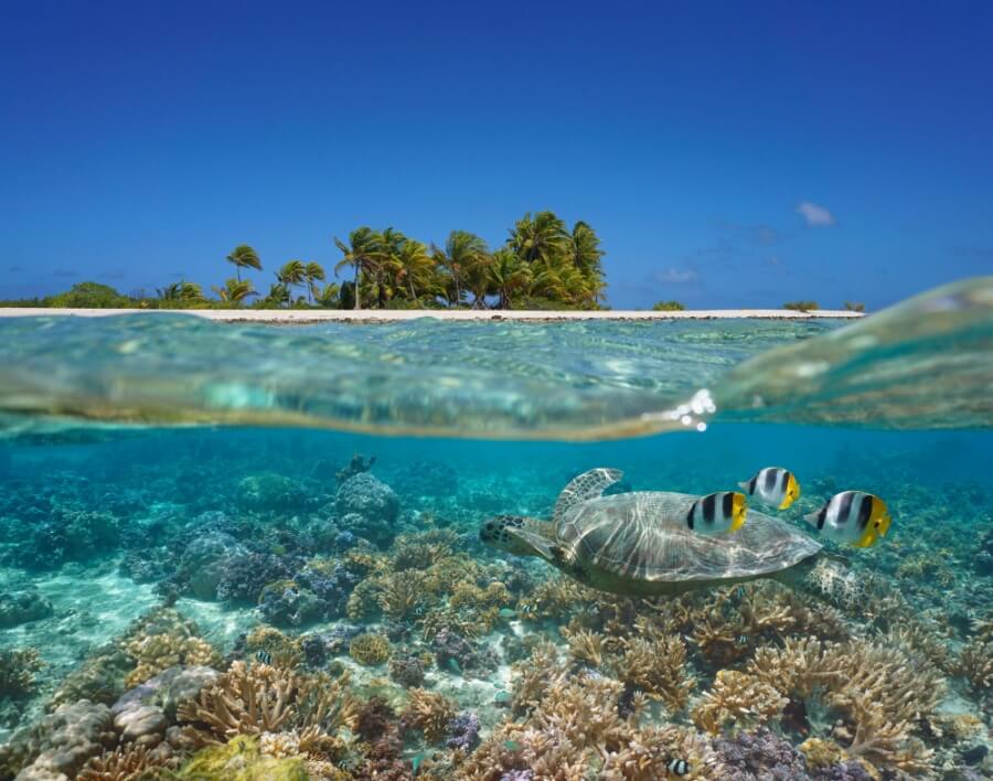 Tropisches Meer mit Korallen, Fischen und einer Schildkröte. Im Hintergrund eine Insel mit Palmen.