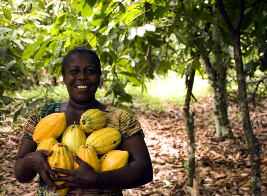 Kakao-Ernte in Westafrika