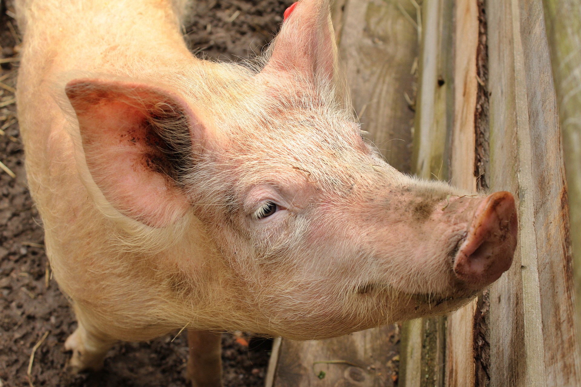 Hoffnung auf fette Gewinne mit magerem Schwein - Schweinpest in China ...