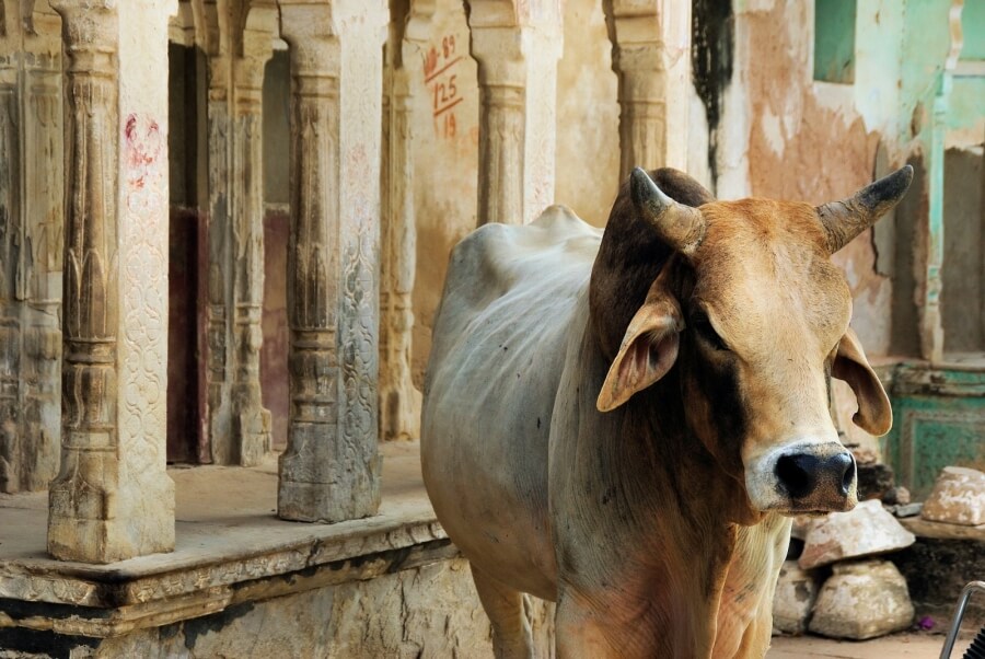 Eine Kuh in einem indischen Tempel