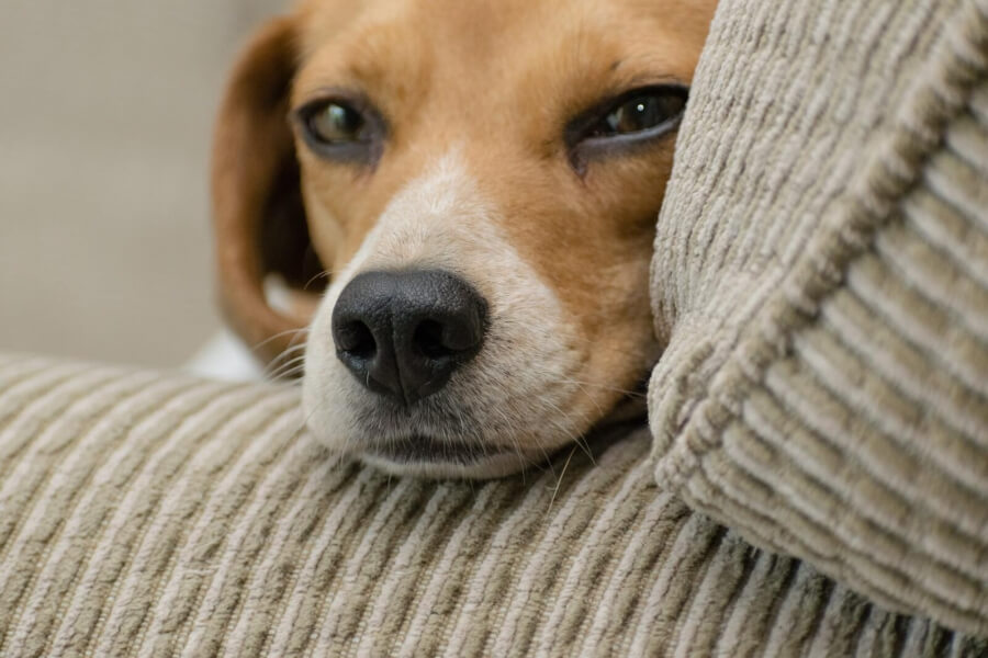 Ein Beagle sitzt auf einem Sofa