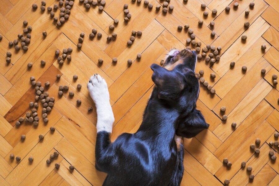 Ein Hund frisst Hundefutter, auf dem Boden verstreut