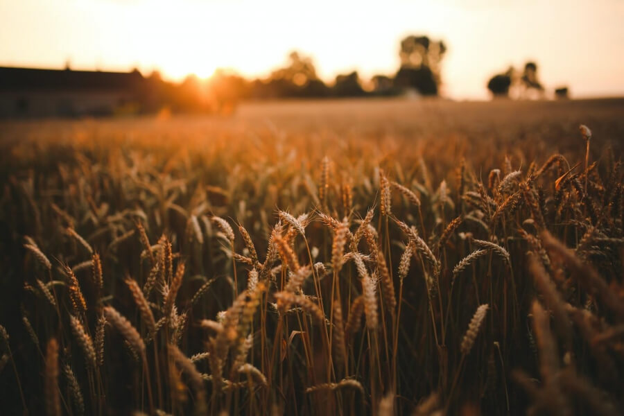 Ein Weizen-Feld im Sonnenuntergang