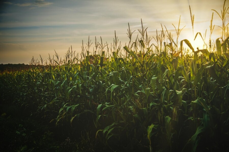 Ein Maisfeld im Sonnenuntergang