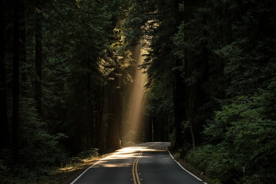 Eine Straße in einem Wald, links und recht Koniferen, ein Lichtstrahl fällt auf die Straße
