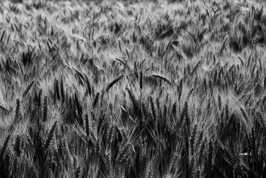 Ein Weizenfeld - schwarz weiß