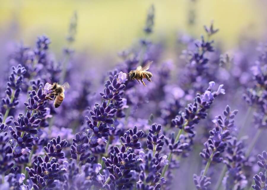 Zwei Bienen an Lavendelblüten