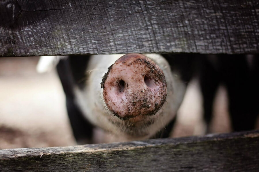 Ein Schwein streckt seine Schnauze durch einen Zaun