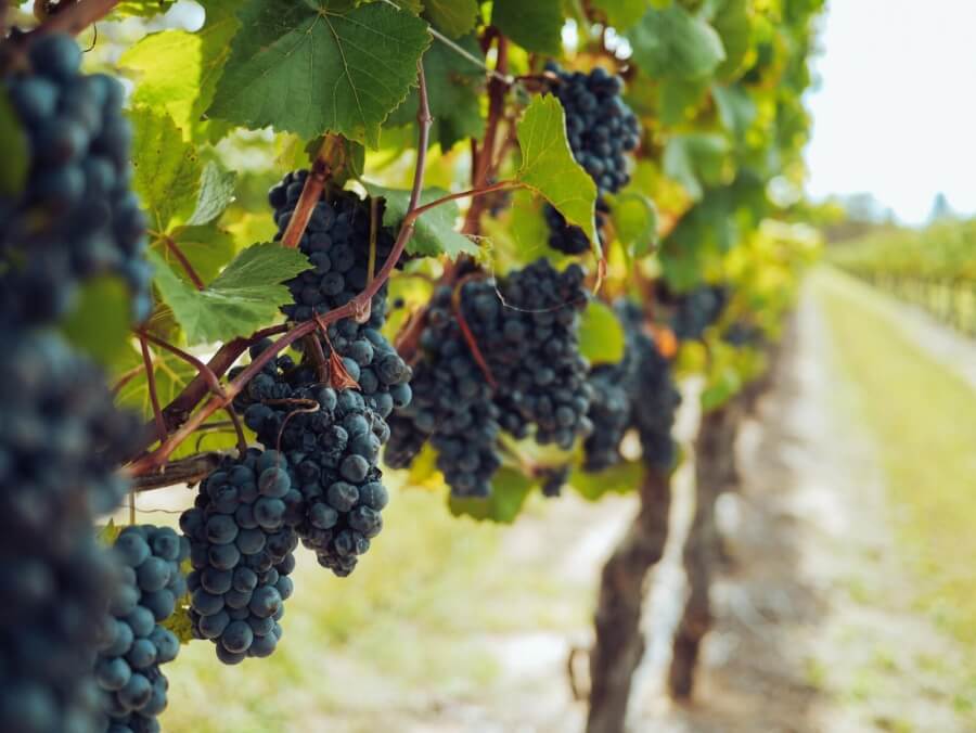 Weinreben in einem Wein-Anbaugebiet