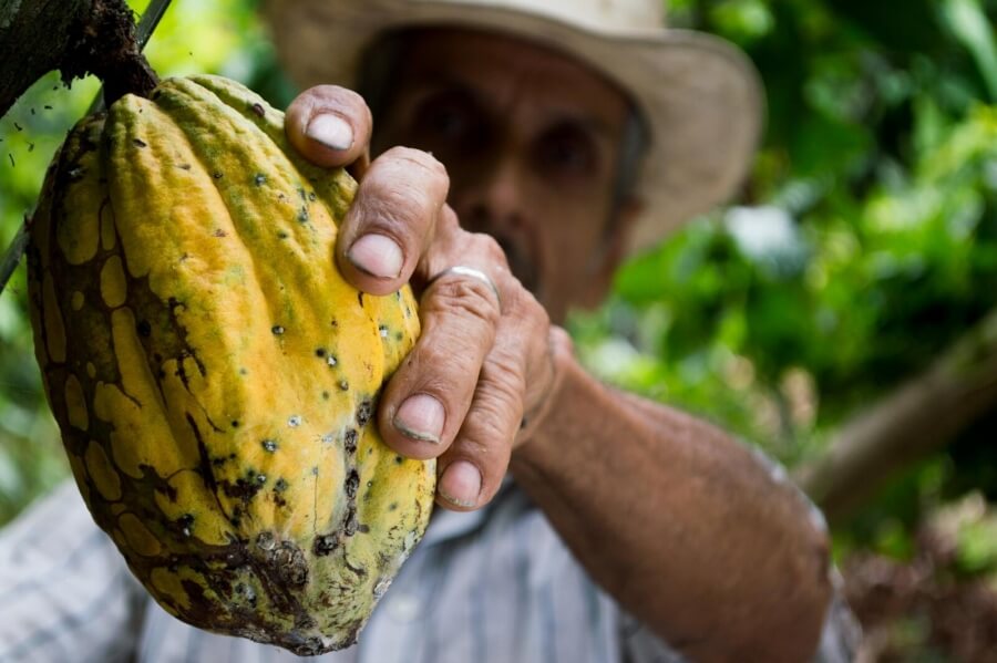 Ein Kakao-Bauer pflückt eine Frucht von einem Baum