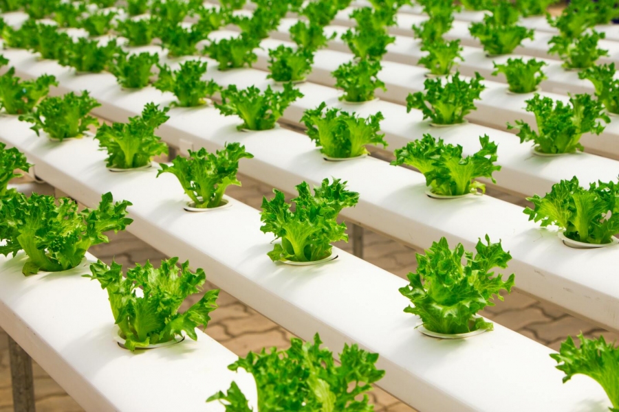 Intelligent bewässerter Salat in einem Gewächshaus
