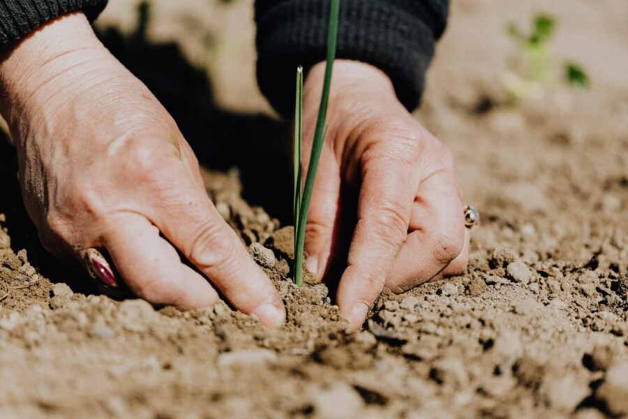 Eine Person pflanzt eine kleine Pflanze in den Boden