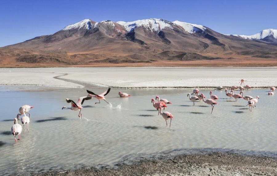 Flamingos in einem Lithium-See in Bolivien