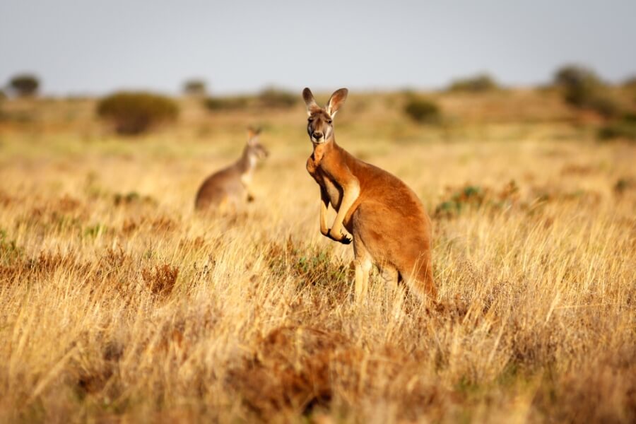 Ein Känguru in der australischen Steppe