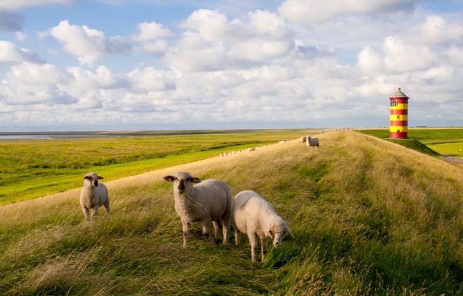 Schafe am Pilsumer Leuchtturm - Nordsee