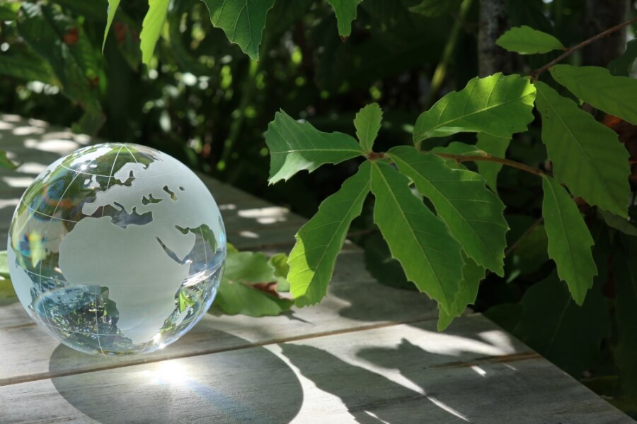 Globus aus Glas und grüne Blätter einer Pflanze