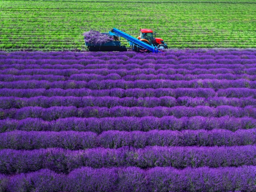 Ein Traktor erntet Lavendel in Frankreich