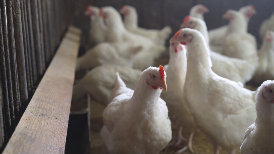 Hühner in einer Geflügel-Farm