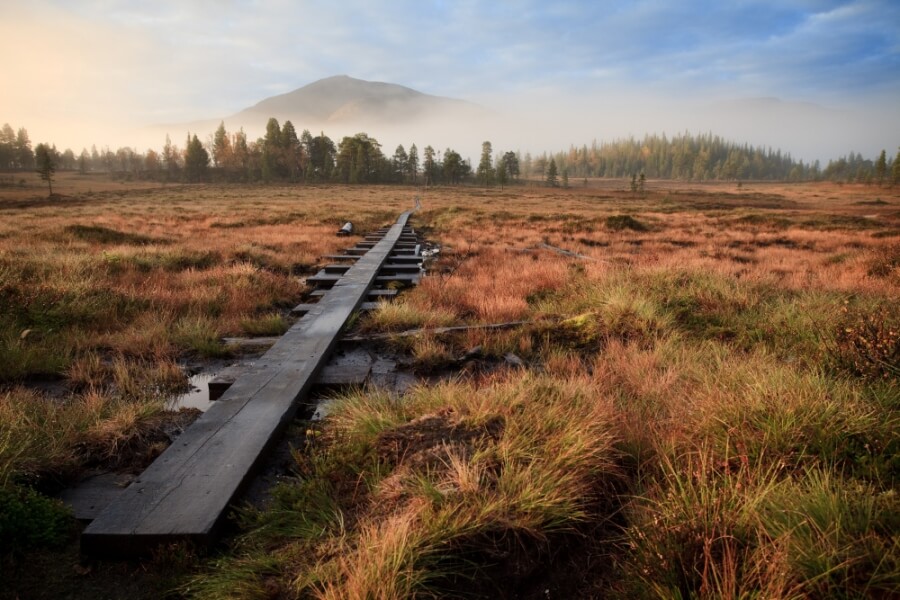 Ein Holzsteg führt durch ein Moor in Schweden