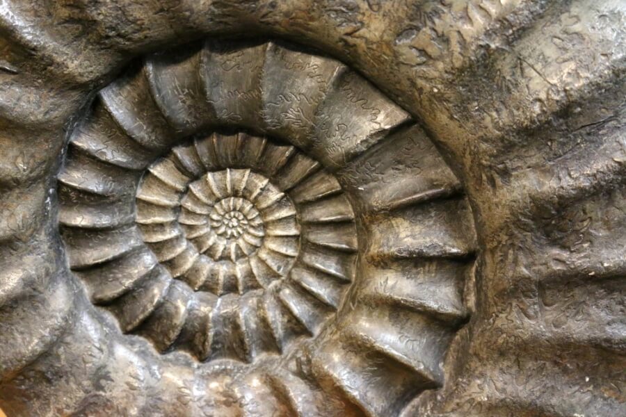 Fossil eines Ammoniten. Close-up auf spiralförmige Schneckenform