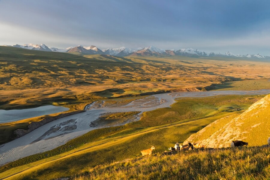 Ziegen grasen an einem Hang in Zentralasien