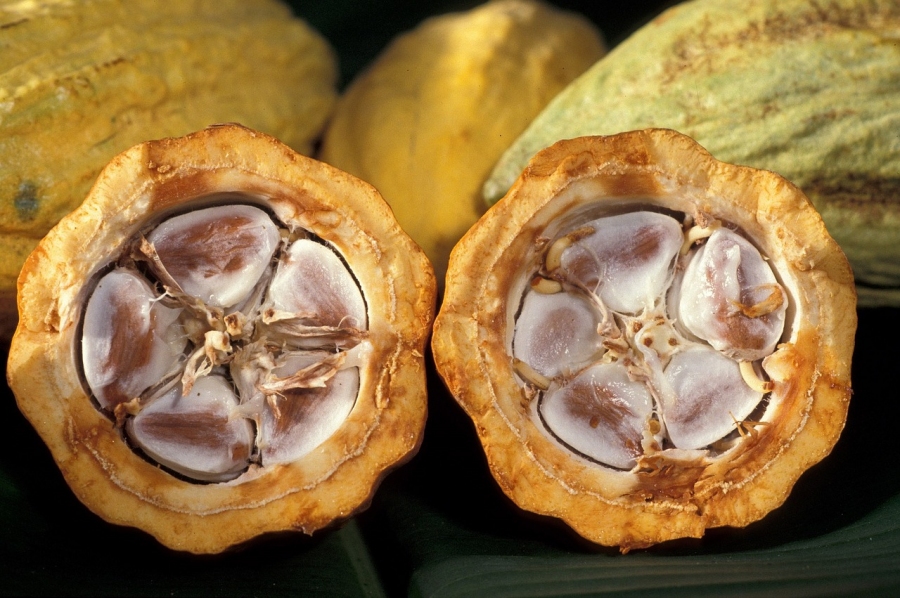 Der Kakaopreis steht vor einer Richtungsentscheidung