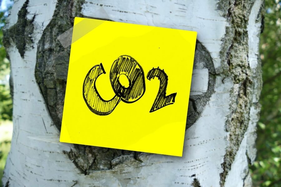 CO2-Zettel an einer Birke